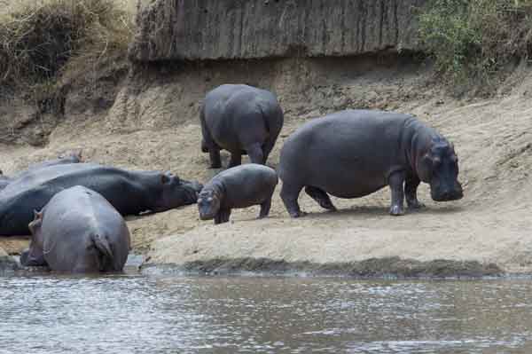 63 - Kenia - Hipopotamos - reserva nacional de Masai Mara